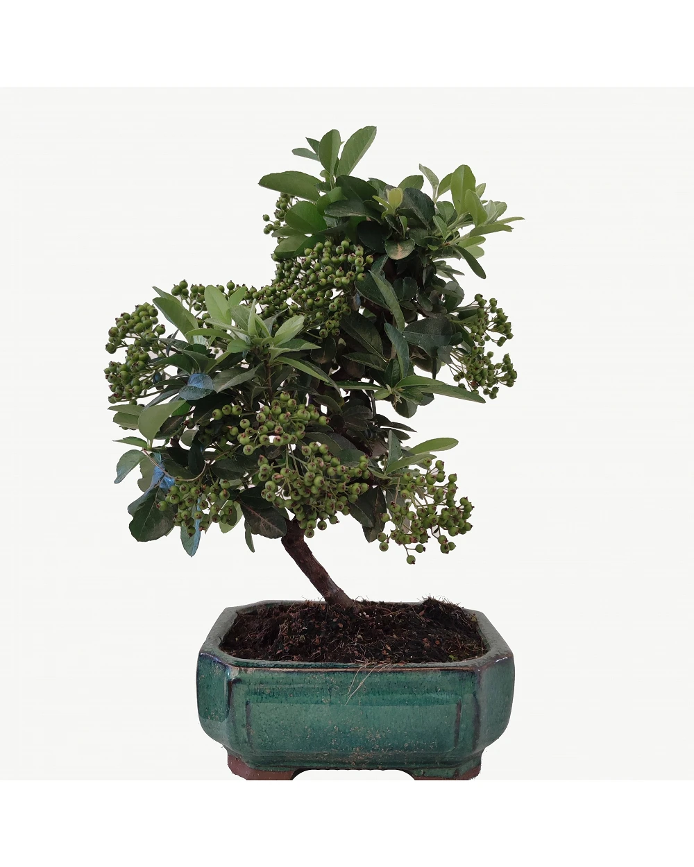 Bonsai artificial pino 068, Bonsai plastico