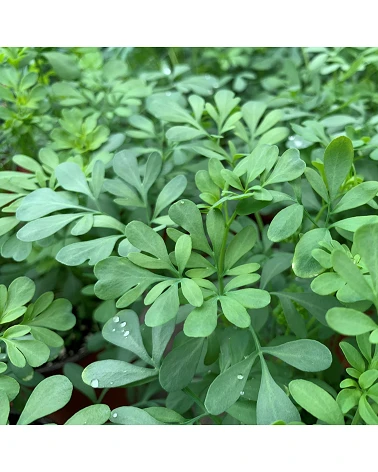 Vivero Eco-Planet - Conoce la medicinal y mágica RUDA La ruda es una planta  perenne que puede alcanzar un metro de altura y tiene un aspecto muy vivaz.  Sus hojas son alternas