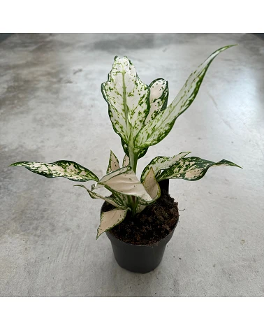 comprar Aglaonema Vanilla online -