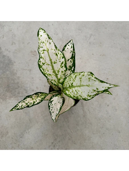 comprar Aglaonema Vanilla online -