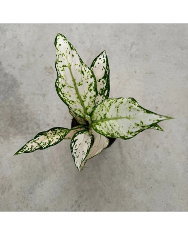 comprar Aglaonema Vanilla online -