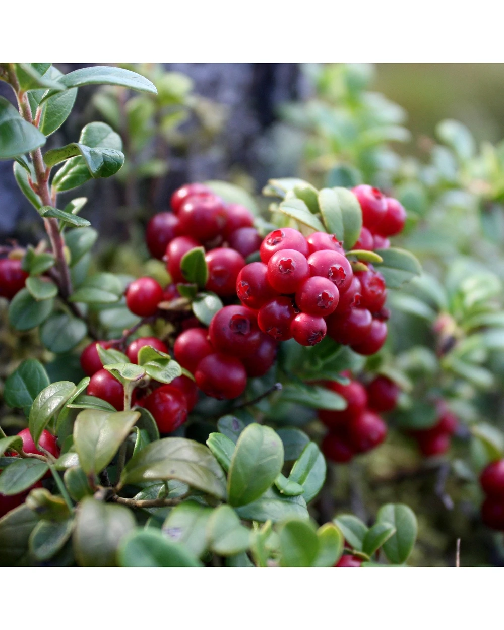 comprar Arándano Rojo online -