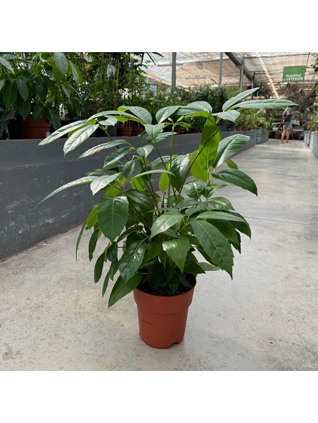 comprar Schefflera Actinophylla online -