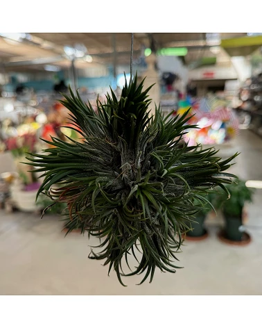 comprar Tillandsia Aérea Ionantha online -