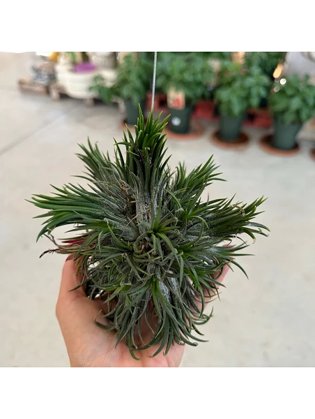 comprar Tillandsia Aérea Ionantha online -