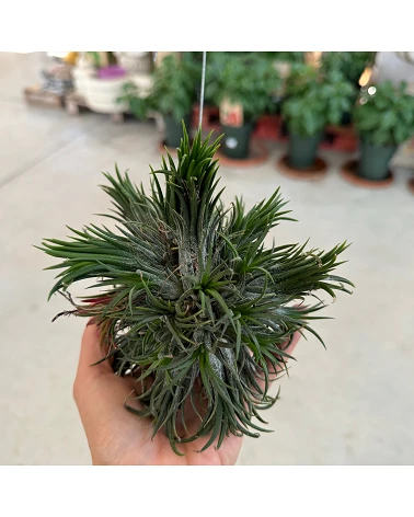 comprar Tillandsia Aérea Ionantha online -