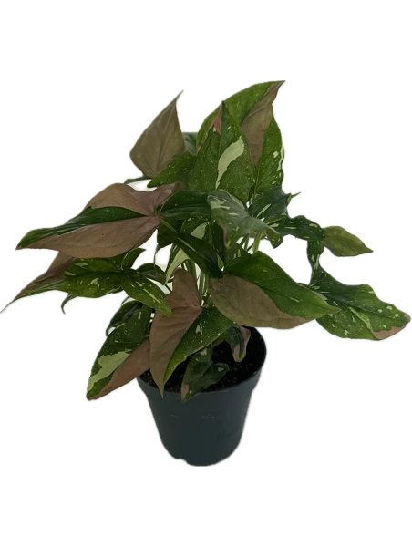 comprar Syngonium Red Spot Tricolor online -