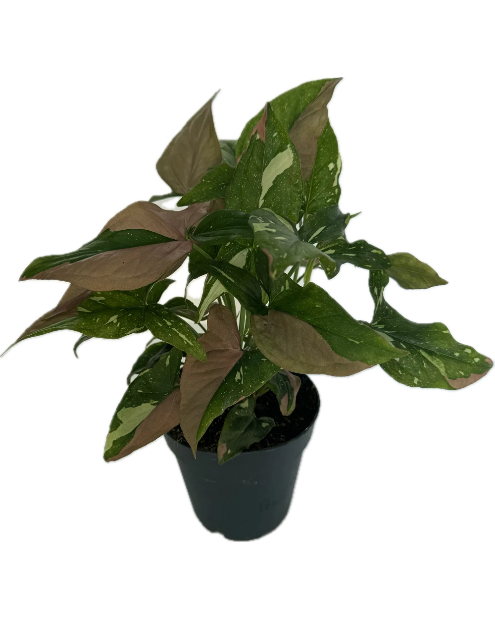 comprar Syngonium Red Spot Tricolor online -