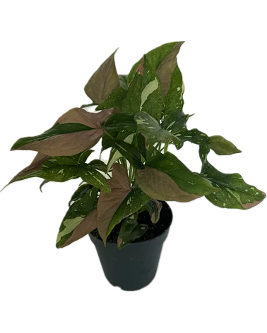 comprar Syngonium Red Spot Tricolor online -