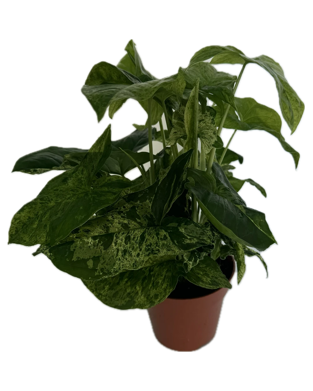 comprar Syngonium Mottled online -