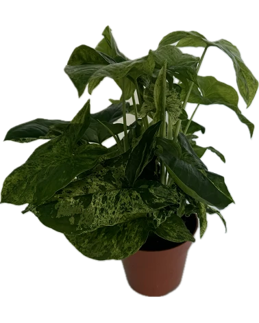 comprar Syngonium Mottled online -