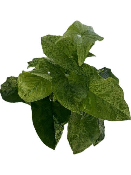 comprar Syngonium Mottled online -