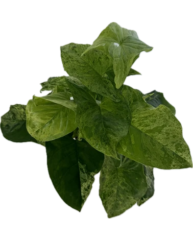 comprar Syngonium Mottled online -