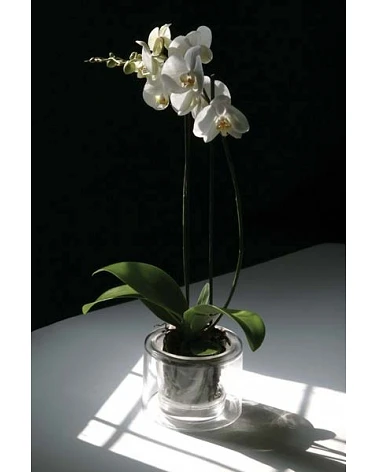 Maceta Orquídea Anti-Vuelco