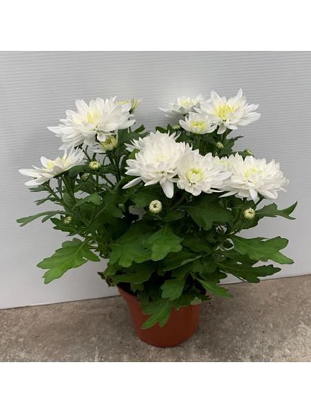 Margarita Chrysanthemum