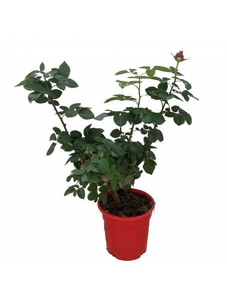 Rosal Grandiflora