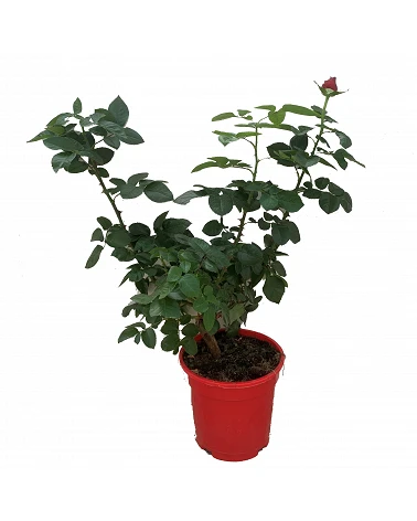 Rosal Grandiflora