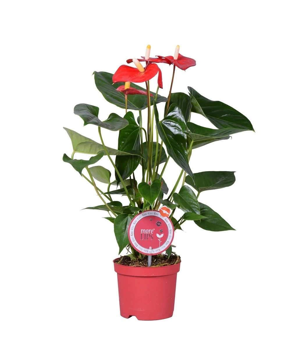 anthurium rojo