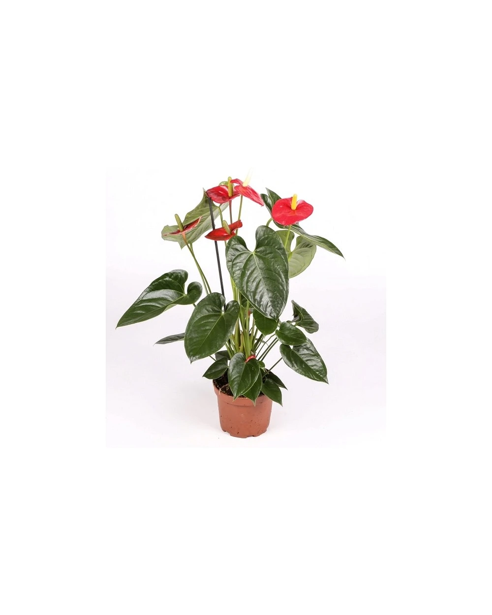 anthurium rojo